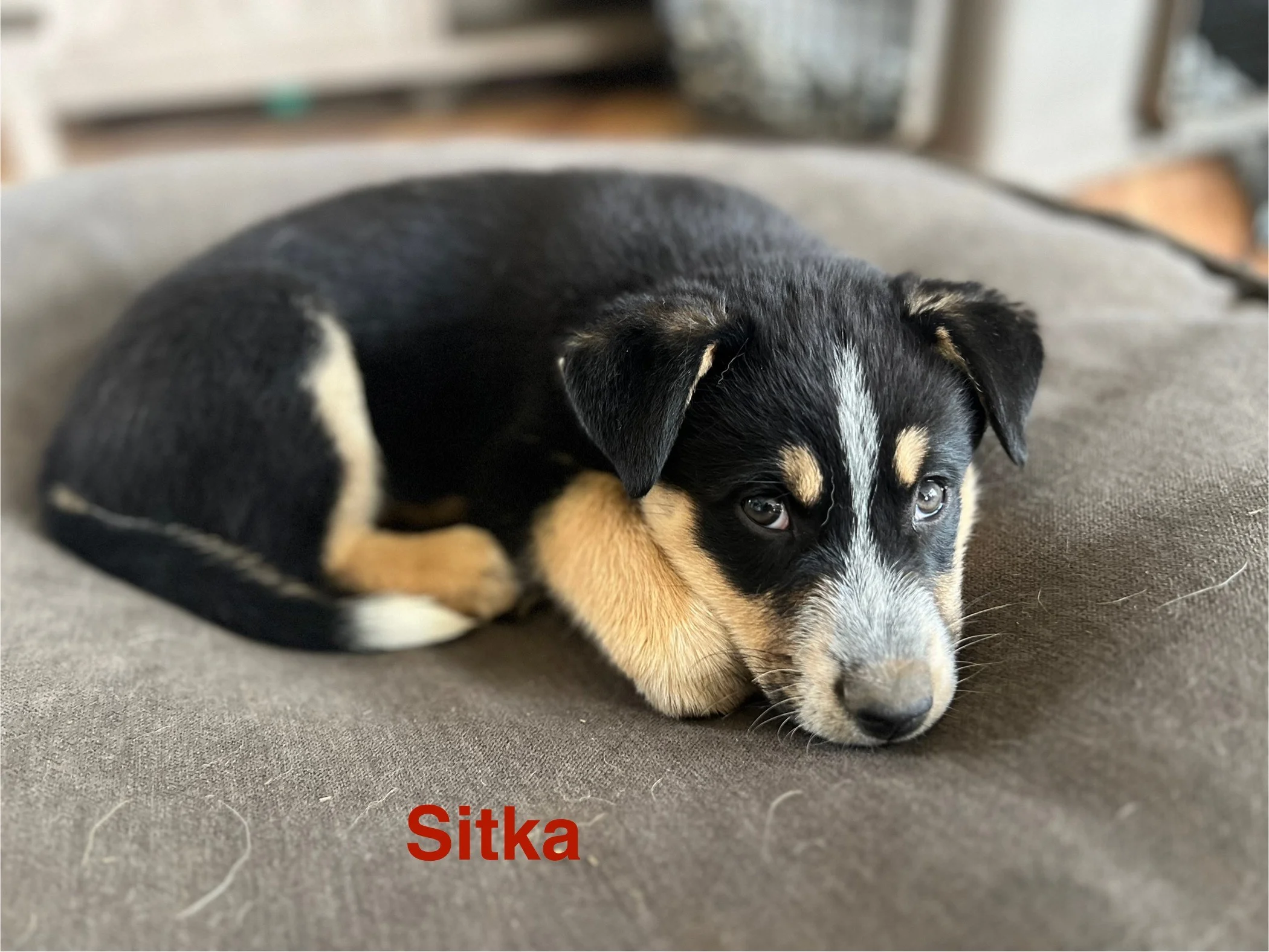 Sitka