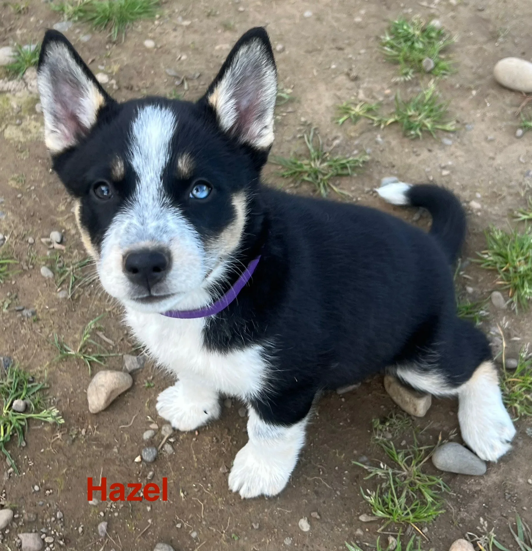 Hazel