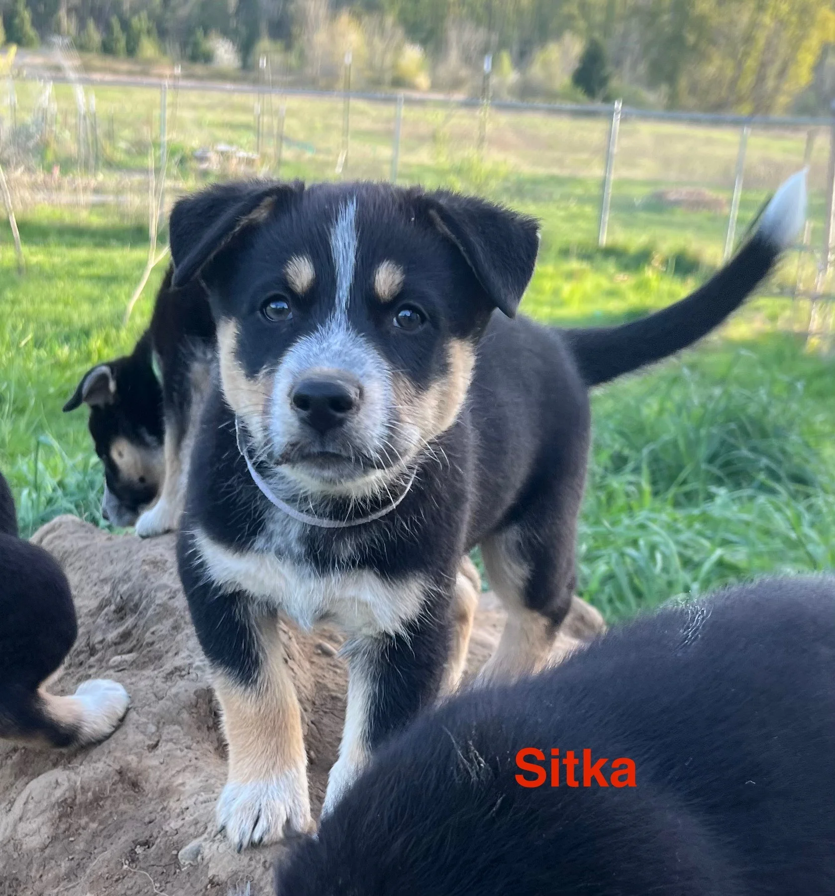 Sitka